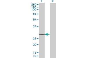 Western Blot analysis of GZMH expression in transfected 293T cell line by GZMH MaxPab polyclonal antibody. (GZMH 抗体  (AA 1-246))