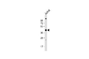 Anti-PSMD13 Antibody (C-term) at 1:1000 dilution + Jurkat whole cell lysate Lysates/proteins at 20 μg per lane. (PSMD13 抗体  (C-Term))