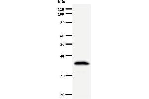 Western Blotting (WB) image for anti-DEAD (Asp-Glu-Ala-Asp) Box Polypeptide 39A (DDX39) antibody (ABIN933112) (DDX39 抗体)