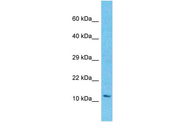LAGE3 抗体  (N-Term)