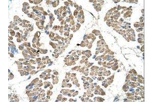 Image no. 1 for anti-Solute Carrier Family 22 (Organic Cation Transporter), Member 7 (SLC22A7) (AA 51-100) antibody (ABIN203433) (SLC22A7 抗体  (AA 51-100))