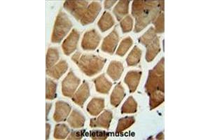 WDR49 antibody (C-term) immunohistochemistry analysis in formalin fixed and paraffin embedded human skeletal muscle followed by peroxidase conjugation of the secondary antibody and DAB staining. (WDR49 抗体  (C-Term))