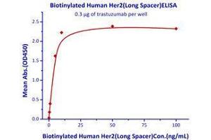 Binding Studies (Bind) image for Receptor tyrosine-protein kinase erbB-2 (ErbB2/Her2) (AA 23-652) (Active) protein (His tag,Biotin) (ABIN2444140)