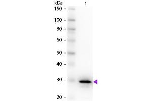 Western Blot of Rabbit anti-Carbonic Anhydrase II Primary Antibody. (CA2 抗体)