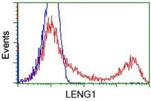 HEK293T cells transfected with either RC204931 overexpress plasmid (Red) or empty vector control plasmid (Blue) were immunostained by anti-LENG1 antibody (ABIN2454711), and then analyzed by flow cytometry. (Leng1 抗体)