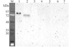 Western blot analysis using anti-DLL4 (human), mAb (DL86-3AG)  at 1:2'000 dilution. (DLL4 抗体  (Extracellular Domain))