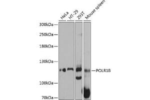 Western blot analysis of extracts of various cell lines, using POLR1B antibody (ABIN6131083, ABIN6145908, ABIN6145909 and ABIN6215598) at 1:3000 dilution. (POLR1B 抗体  (AA 670-900))