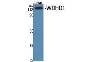 Western Blotting (WB) image for anti-WD Repeat and HMG-Box DNA Binding Protein 1 (WDHD1) (Internal Region) antibody (ABIN3187491)
