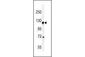 CENTG1 Antibody (C-term) (ABIN654901 and ABIN2844549) western blot analysis in mouse brain tissue lysates (35 μg/lane). (AGAP2 抗体  (C-Term))