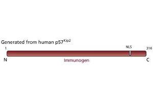 Image no. 1 for anti-Cyclin-Dependent Kinase Inhibitor 1C (p57, Kip2) (CDKN1C) antibody (ABIN967507) (CDKN1C 抗体)