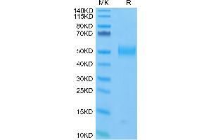 FITC-Labeled Human Siglec-3/CD33 on Tris-Bis PAGE under reduced condition. (CD33 Protein (CD33) (AA 18-259) (FITC,His-Avi Tag))