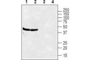 Western blot analysis of rat (lanes 1 and 3) and mouse (lanes 2 and 4) brain lysates: - 1,2. (CXCR7 抗体  (Extracellular, N-Term))