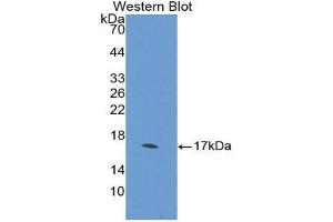 Western Blotting (WB) image for anti-Desert Hedgehog (DHH) (AA 241-383) antibody (ABIN1858634) (desert Hedgehog 抗体  (AA 241-383))