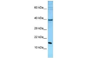 WB Suggested Anti-Pole3 Antibody Titration: 1. (POLE3 抗体  (C-Term))