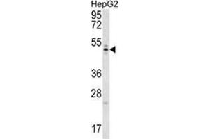 WDR12 Antibody (Center) western blot analysis in HepG2 cell line lysates (35 µg/lane). (WDR12 抗体  (Middle Region))