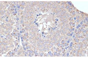 Immunohistochemistry of paraffin-embedded Mouse testis using COX5A Polyclonal Antibody at dilution of 1:100 (40x lens). (COX5A 抗体)