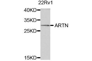 Western blot analysis of extracts of 22Rv1 cells, using ARTN antibody. (ARTN 抗体)