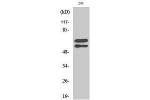 Western Blotting (WB) image for anti-V-Yes-1 Yamaguchi Sarcoma Viral Related Oncogene Homolog (LYN) (pTyr508) antibody (ABIN3182490) (LYN 抗体  (pTyr508))