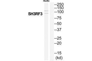 Western blot analysis of extracts from HuvEc cells, using SH3RF3 antibody. (SH3RF3 抗体  (C-Term))