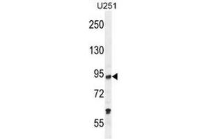 PCAF Antibody (C-term) western blot analysis in U251 cell line lysates (35µg/lane). (KAT2B 抗体  (C-Term))