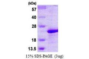SDS-PAGE (SDS) image for Transcription Factor MafG (Mafg) (AA 1-162) protein (His tag) (ABIN667971)