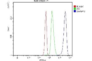 Flow Cytometry analysis of Jurkat cells using anti-SWAP70 antibody (ABIN7600201). (SWAP70 抗体  (AA 161-292))