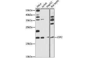 Western blot analysis of extracts of various cell lines, using JDP2 antibody (ABIN6291167) at 1:1000 dilution. (JDP2 抗体)