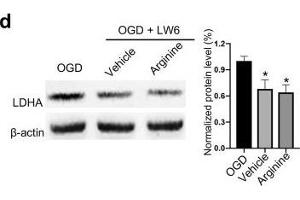 Western Blotting (WB) image for anti-Actin, beta (ACTB) (AA 1-50) antibody (ABIN724340)