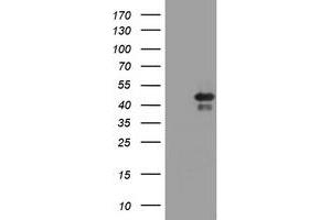 Image no. 1 for anti-TIA1 Cytotoxic Granule-Associated RNA Binding Protein (TIA1) antibody (ABIN1501388) (TIA1 抗体)