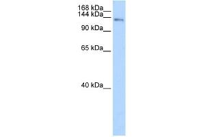 WB Suggested Anti-CIZ1 Antibody Titration:  0. (CIZ1 抗体  (C-Term))