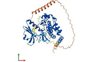 AlphaFold protein structure predicition of Mouse Recombinant Mylk4 Protein, UniprotID Q5SUV5