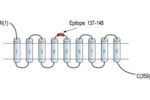 Representative domain view of the target of ABIN7885203.