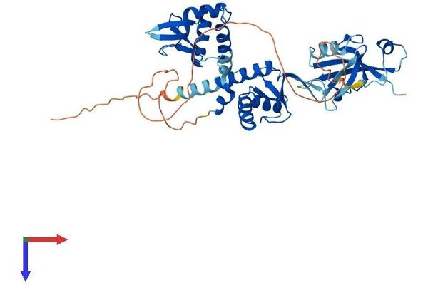 DEPTOR Protein (AA 1-409) (His tag)