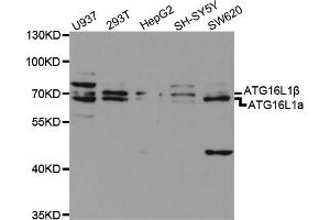 Western blot analysis of extracts of various cell lines, using ATG16L1 antibody (ABIN5970960) at 1/1000 dilution. (ATG16L1 抗体)