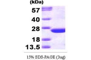 SDS-PAGE (SDS) image for Cell Division Cycle 42 (GTP Binding Protein, 25kDa) (CDC42) (AA 1-188) protein (T7 tag) (ABIN666665) (CDC42 Protein (AA 1-188) (T7 tag))