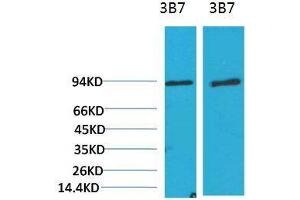Western Blot (WB) analysis of 1)3T3, 2) Rat LiverTissue with PI3 Kinase P85alpha Mouse Monoclonal Antibody diluted at 1:2000. (PIK3R1 抗体)