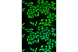 Immunofluorescence (IF) image for anti-Minichromosome Maintenance Complex Component 3 (MCM3) (AA 1-295) antibody (ABIN3021327) (MCM3 抗体  (AA 1-295))