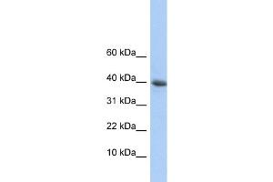 WB Suggested Anti-POLR2I Antibody Titration:  0.
