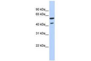 Image no. 1 for anti-Thyroid Hormone Receptor, beta (THRB) (C-Term) antibody (ABIN6742740) (THRB 抗体  (C-Term))