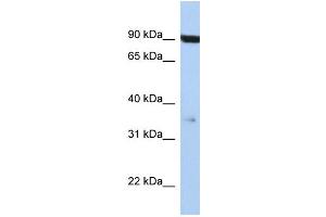 WB Suggested Anti-FAS Antibody Titration: 0. (FAS 抗体  (Middle Region))