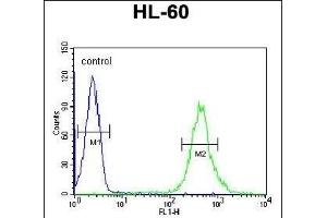CRIP1 Antibody (C-term) (ABIN650905 and ABIN2839990) flow cytometric analysis of HL-60 cells (right histogram) compared to a negative control cell (left histogram). (CRIP1 抗体  (C-Term))