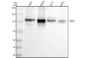 Western blot analysis of DSC3 using anti-DSC3 antibody (ABIN7604638).