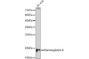 Western blot analysis of extracts of BT-474 cells, using Mammaglobin A Rabbit mAb (ABIN7270186) at 1:1000 dilution. (Mammaglobin A 抗体)