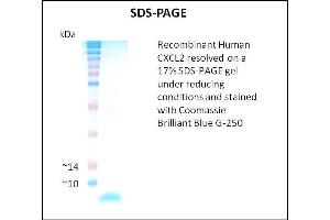 SDS-PAGE (SDS) image for Chemokine (C-X-C Motif) Ligand 2 (CXCL2) (Active) protein (ABIN5509317) (CXCL2 蛋白)