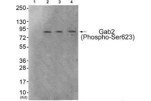Western blot analysis of extracts from 293 cells (Lane 2), HeLa cells (Lane 3) and HepG2 cells (Lane 4), using Gab2 (Phospho-Ser623) Antibody. (GAB2 抗体  (pSer623))