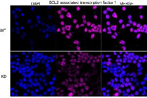 anti-BCL2-Associated Transcription Factor 1 (BCLAF1) antibody