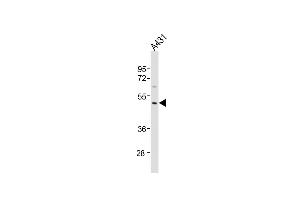 Anti-P23A Antibody (C-Term)at 1:1000 dilution + A431 whole cell lysates Lysates/proteins at 20 μg per lane. (MMP23A 抗体  (AA 328-362))