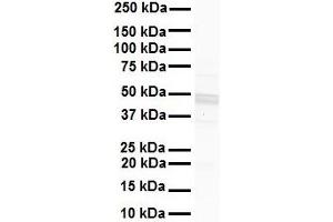WB Suggested Anti-GJC2 antibody Titration: 1 ug/mL Sample Type: Human liver (GJC2 抗体  (Middle Region))