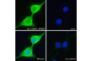ABIN184672 Immunofluorescence analysis of paraformaldehyde fixed NIH3T3 cells, permeabilized with 0. (PTGS2 抗体  (C-Term))