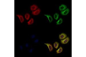 ABIN7093966 and ABIN7098010 staining Hela cells by IF/ICC.